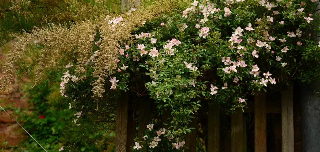 Useful Tips For A Garden Clearance Useful Tips For A Garden Clearance Image